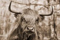 Scottish Highlander in sepia