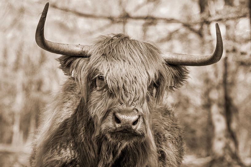 Scottish Highlander in sepia by Martine Stevens