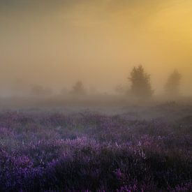 Heidekraut im Morgennebel von Maarten Salverda