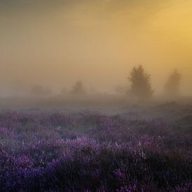 Heide in de ochtendmist van Maarten Salverda