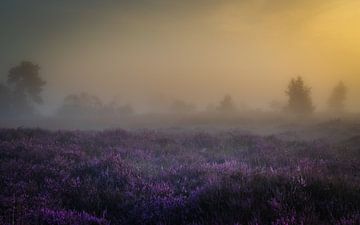 Heide in de ochtendmist van Maarten Salverda