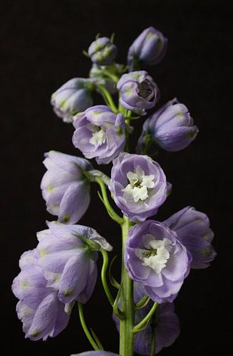 Bloem Ridderspoor - Delphinium Camelliard