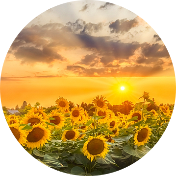 Zonnebloempad in de Avond | Panorama van Melanie Viola