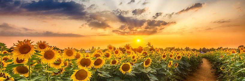 Sunflower path in the evening | Panorama by Melanie Viola