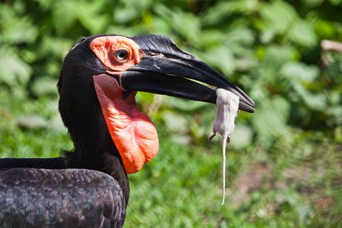 Head of a kaffir raven holding a rodent prey in its beak, green background