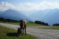 Koe op de Patscherkofel bij Innsbruck, Tirol (Oostenrijk)