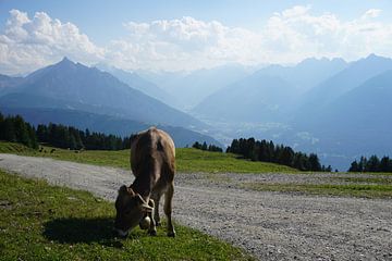 Koe op de Patscherkofel bij Innsbruck, Tirol (Oostenrijk) van Kelly Alblas