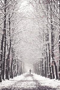 Une allée d'arbres en hiver dans le Zeisterbos ! sur Peter Haastrecht, van
