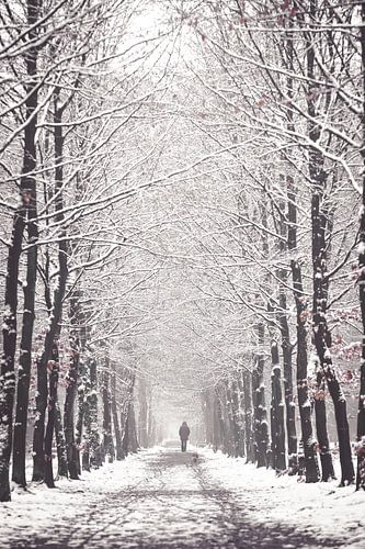 Une allée d'arbres en hiver dans le Zeisterbos !