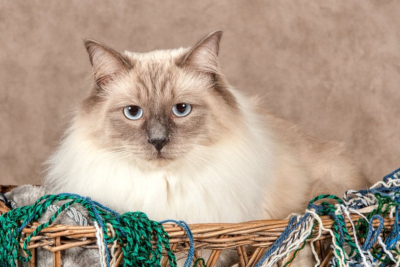 Ragdoll par Tony Wuite