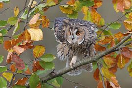 Long-eared Owl (Asio otus) by Ronald Pol