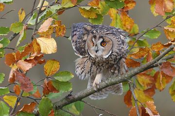 Ransuil (Asio otus) van Ronald Pol