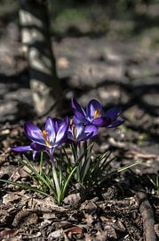 Crocuses