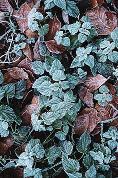 Feuilles d'automne sur Kevin IJpelaar