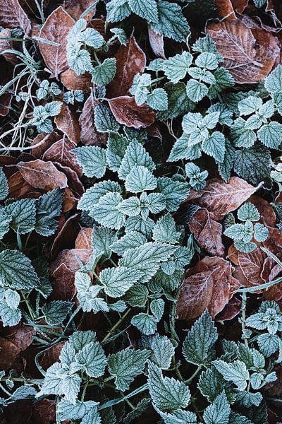 Feuilles d'automne par Kevin IJpelaar