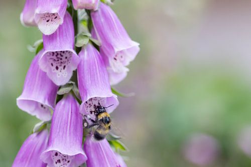 Foxglove with Bumblebee