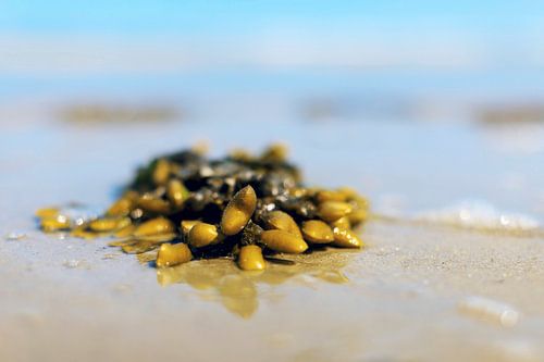 Schiermonnikoog, Blasentang und Meeresschaum am Nordseestrand