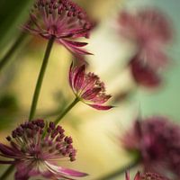Blume # 12