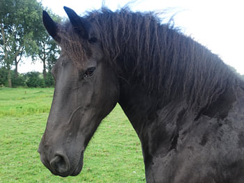 Horse Look