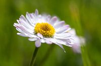 Daisy