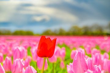 Tulpen in bloei in een veld tijdens de lente
