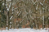 Snowy forest path by Moetwil en van Dijk - Fotografie thumbnail