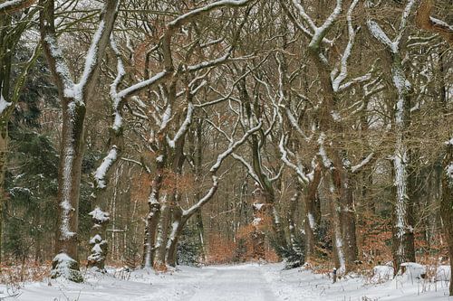 Besneeuwd bospad