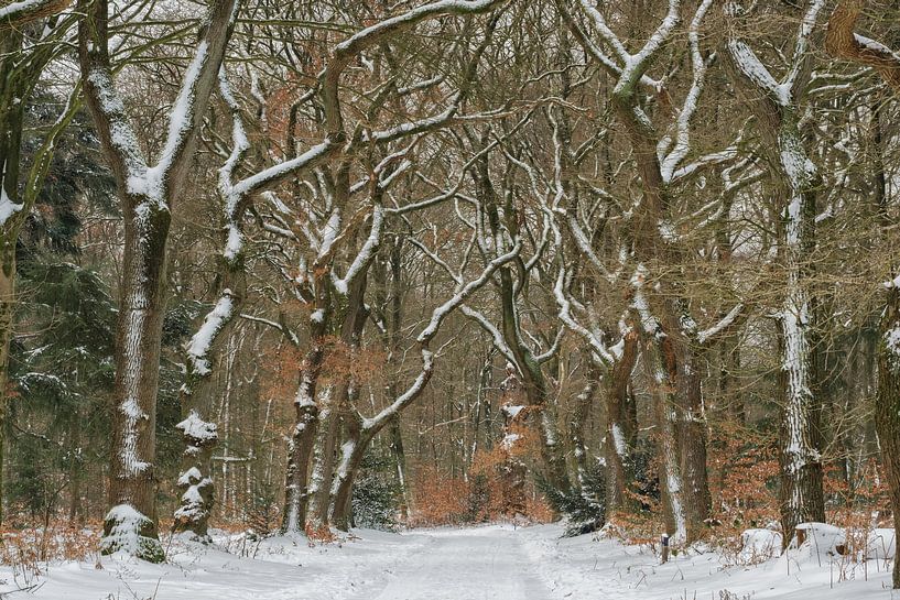 Snowy forest path by Moetwil en van Dijk - Fotografie