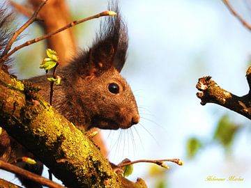 Thoughtful by Markus Hohenauer