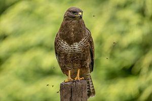 Buizerd tussen de wespen van Tanja van Beuningen