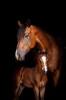 Strength and vulnerability: mare with foal