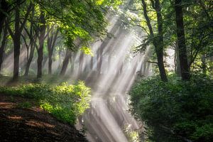 Reflektiertes Licht