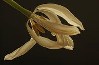 Witte tulp in zwart
