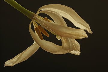 Witte tulp in zwart van Wilma Overwijn