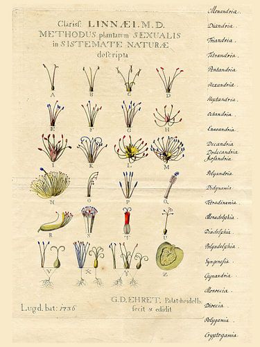 Ehret – Botanische prent uit de 18e eeuw