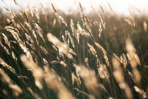 Herbe des dunes sur Anjo Kan