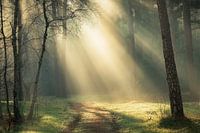 Magical sunrise in the forest | Utrechtse Heuvelrug