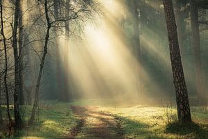 Magischer Sonnenaufgang im Wald | Utrechtse Heuvelrug von Sjaak den Breeje