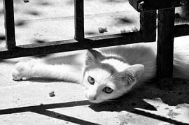 CAT 18 by Miroslav Ptacek