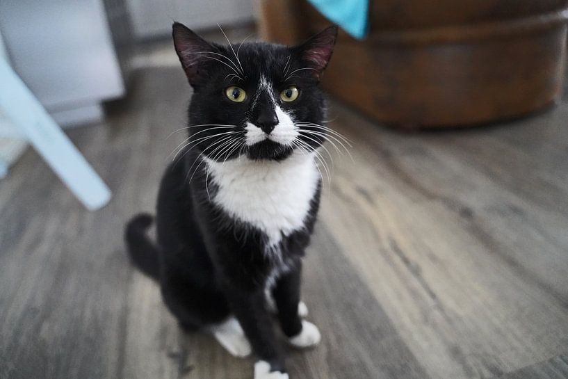 black domestic cat with white bib and white paws by Babetts Bildergalerie