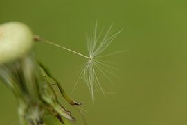 Doe een wens by Elles van den Broek