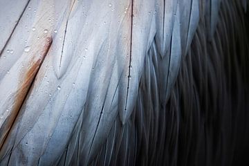 Close-up van mooie veren met druppels