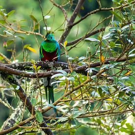 Quetzal dans une forêt tropicale au Costa Rica sur Mirjam Welleweerd