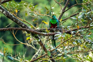 Quetzal in nevelwoud Costa Rica van Mirjam Welleweerd