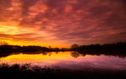Kwakvors, zonsopkomst