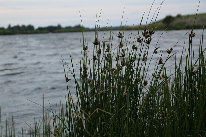 riet aan de rand van het water par Danielle Vd wegen
