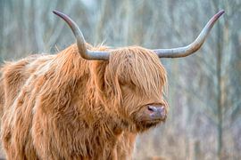 Schotse Hooglander 6 van Marcel Kieffer