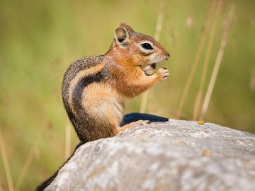 chipmunks by Denis Feiner