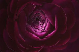 Dahlia dans le bouton