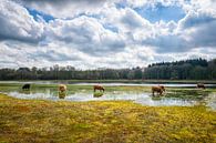 A herd of Scottish highlanders ... by Pascal Raymond Dorland thumbnail